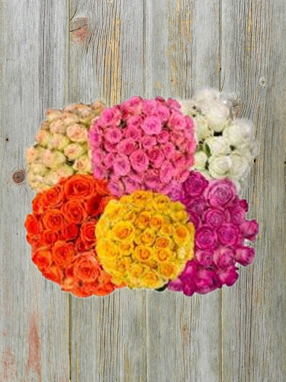 SPRING ASSORTED  COLORS  SPRAY ROSES-PINK, HOT PINK, ORANGE, PEACH, YELLOW, WHITE